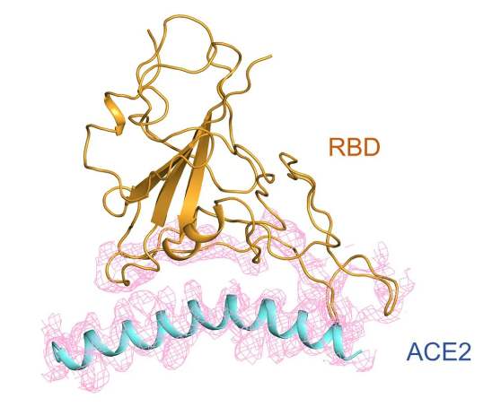 ACE2-2