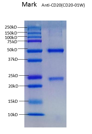 Anti-CD20-01W SDS PAGE