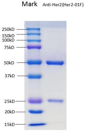 Anti-Her2-01F SDSPAGE