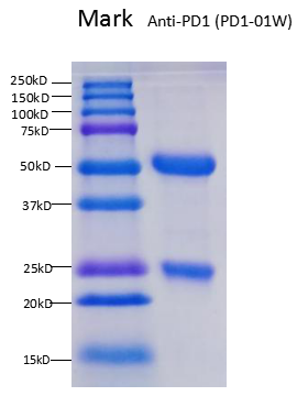 Anti-PD1-01W sds page